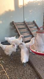 Hennen poule de bresse, Dieren en Toebehoren, Pluimvee, Vrouwelijk, Kip