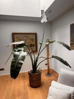 Bananenplant, Huis en Inrichting, Kamerplanten, Ophalen, 200 cm of meer, Fruitplant, Halfschaduw