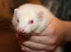 bewezen jacht fretten, Maart, Meerdere dieren, Fret