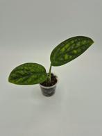 Monstera karstenianum, Enlèvement ou Envoi