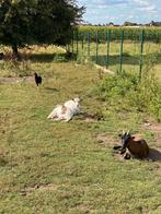 3 geiten, Dieren en Toebehoren, Schapen, Geiten en Varkens, Meerdere dieren, Geit, 0 tot 2 jaar