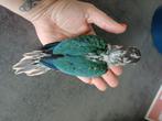 Conure eam turquoise, Dieren en Toebehoren, Geslacht onbekend, Dwergpapegaai of Agapornis, Geringd