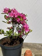 Azalea's, Tuin en Terras, Planten | Tuinplanten, Ophalen