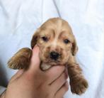 Cocker spaniel pups, België, CDV (hondenziekte), 8 tot 15 weken, Meerdere