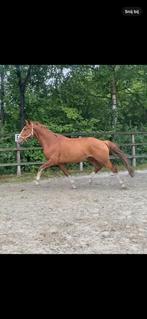 Super bewegend!!! Gezond dressuurpaard, Dieren en Toebehoren, Paarden, Gechipt, Ruin, Dressuurpaard, 3 tot 6 jaar