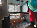 Vogelkooien, Dieren en Toebehoren, Ophalen, Gebruikt