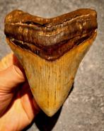 zeer mooie MEGALODON TAND USA	139	gr	10.6x8.2x2	cm, Verzamelen, Ophalen of Verzenden, Fossiel