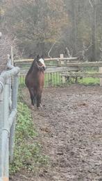 Welsh pony zoekt nieuwe huisje