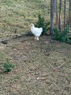 Jonge Brahma Hen Lemon pyle, Dieren en Toebehoren, Pluimvee, Vrouwelijk, Kip