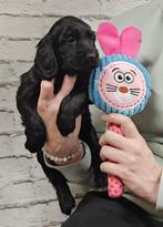 engelse cocker spaniel pups 1-2-25, Dieren en Toebehoren, Honden | Retrievers, Spaniëls en Waterhonden, België, 15 weken tot 1 jaar