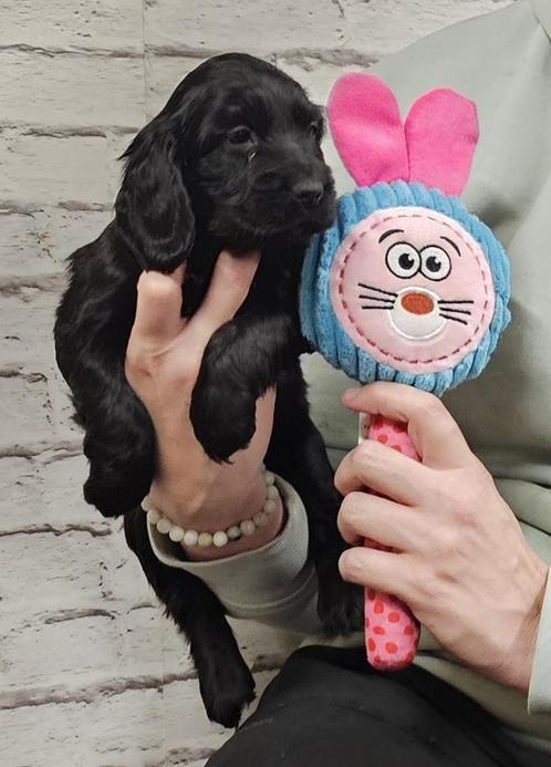 engelse cocker spaniel pups 1-2-25, Dieren en Toebehoren, Honden | Retrievers, Spaniëls en Waterhonden, Meerdere dieren, Spaniël