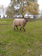 Ram, Dieren en Toebehoren, Schapen, Geiten en Varkens