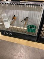 kapoetsensijs, Dieren en Toebehoren, Meerdere dieren, Tropenvogel, Geringd