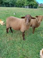 Twee voskop ramlammeren te koop, Mannelijk, Schaap, 0 tot 2 jaar