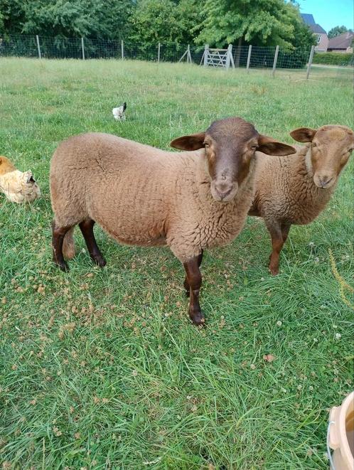 Twee voskop ramlammeren te koop, Dieren en Toebehoren, Schapen, Geiten en Varkens, Schaap, Mannelijk, 0 tot 2 jaar