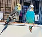 Couple de perruche + grande cage, Plusieurs animaux, Perruche