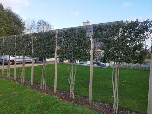 Steeneik scherm bomen voor tuin, Jardin & Terrasse, Plantes | Jardin, Enlèvement ou Envoi