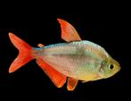 Columbia tetra, Vis, Zoetwatervis, Schoolvis
