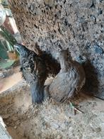 Californische kwartel broedeieren, Dieren en Toebehoren, Pluimvee, Meerdere dieren, Overige soorten