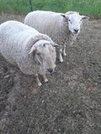 Zware dekrammen/ slachtrammen, Mannelijk, Schaap, 0 tot 2 jaar