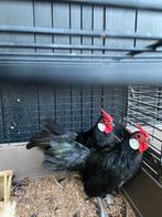 Java kriel, Dieren en Toebehoren, Pluimvee