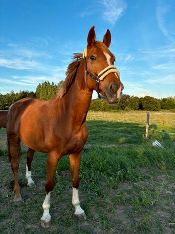 11jarige springmerrie, Jument