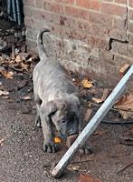 Cane corso pups, België, Fokker | Hobbymatig, CDV (hondenziekte), 8 tot 15 weken