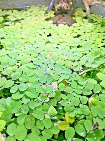 Aquariumplant - Salvinia beschikbaar voor biedingen