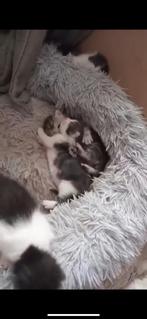 Schattige kittens, Meerdere dieren, Gechipt, 0 tot 2 jaar