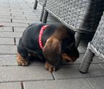 Super lieve ruwharige dwergteckel pups in huis grootgebracht, Dieren en Toebehoren, Honden | Teckels en Dashonden, België, Fokker | Hobbymatig