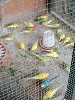 Parkieten te koop heb er te veel prijs overeen te komen, Dieren en Toebehoren, Vogels | Parkieten en Papegaaien