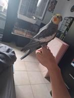 2 mannelijke valkparkieten, Dieren en Toebehoren, Vogels | Parkieten en Papegaaien, Mannelijk, Parkiet, Pratend