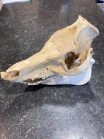 Dieren schedels, Diversen, Ophalen