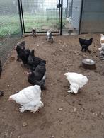 BRAHMA HENNEN EN HANEN, Dieren en Toebehoren, Meerdere dieren, Kip