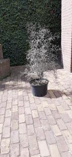 Corokia / Zigzagboom / Zilverkoraalboom, Tuin en Terras, Vaste plant, Halfschaduw, Lente, Ophalen