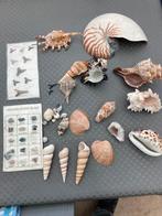 Mineralen en fosielen, Ophalen, Schelp(en)