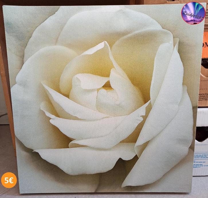 Schilderij - Witte Roos, Antiek en Kunst, Kunst | Schilderijen | Klassiek, Ophalen