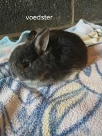 Konijnen, Dieren en Toebehoren, Konijnen, Meerdere dieren, Klein, 0 tot 2 jaar