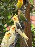 Valkparkiet geel wildkleur