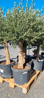Olijfboom Olea Europaea - Terrasolijfboom, Tuin en Terras, Ophalen, Olijfboom