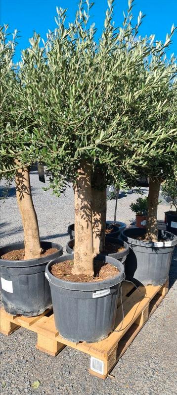 Olijfboom Olea Europaea - Terrasolijfboom  beschikbaar voor biedingen