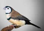 Gezocht zwartstuit Bichenow astrilde, Dieren en Toebehoren, Meerdere dieren, Tropenvogel, Geringd