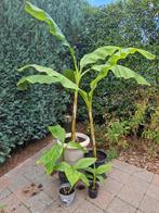 Scheuten Musa Basjoo, Tuin en Terras, Volle zon, Vaste plant, Zomer, Ophalen