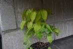 Epimedium x rubrum, Ophalen, Bodembedekkers, Vaste plant, Halfschaduw