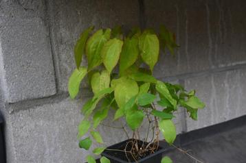 Epimedium x rubrum, Tuin en Terras, Planten | Tuinplanten, Ophalen, Bodembedekkers, Vaste plant, Halfschaduw