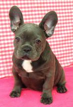 Super leuke Franse Bulldog pups!, Dieren en Toebehoren, 15 weken tot 1 jaar, Buitenland, CDV (hondenziekte), Bulldog