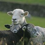 Herdwick schaap (lammetjes), Animaux & Accessoires, Moutons, Chèvres & Cochons, Mouton, Mâle, 0 à 2 ans
