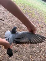 Pieper/ reisduif, Boeken, Dieren en Huisdieren, Ophalen, Nieuw, Vogels