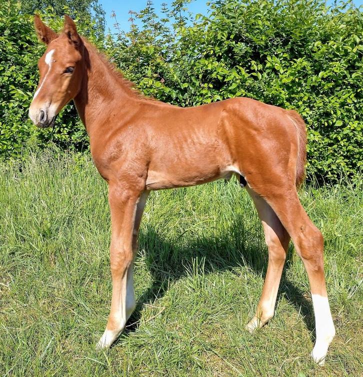 veulens te koop, Dieren en Toebehoren, Paarden, Merrie, Onbeleerd, 165 tot 170 cm, 0 tot 2 jaar, Springpaard, Met stamboom, Ontwormd