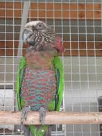 Kraagparkiet man 2023, Dieren en Toebehoren, Papegaai, Geringd